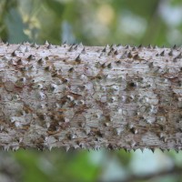 Bombax ceiba L.